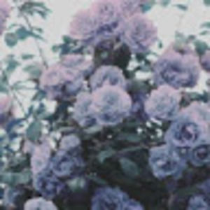 Meet your Posher, Cameron